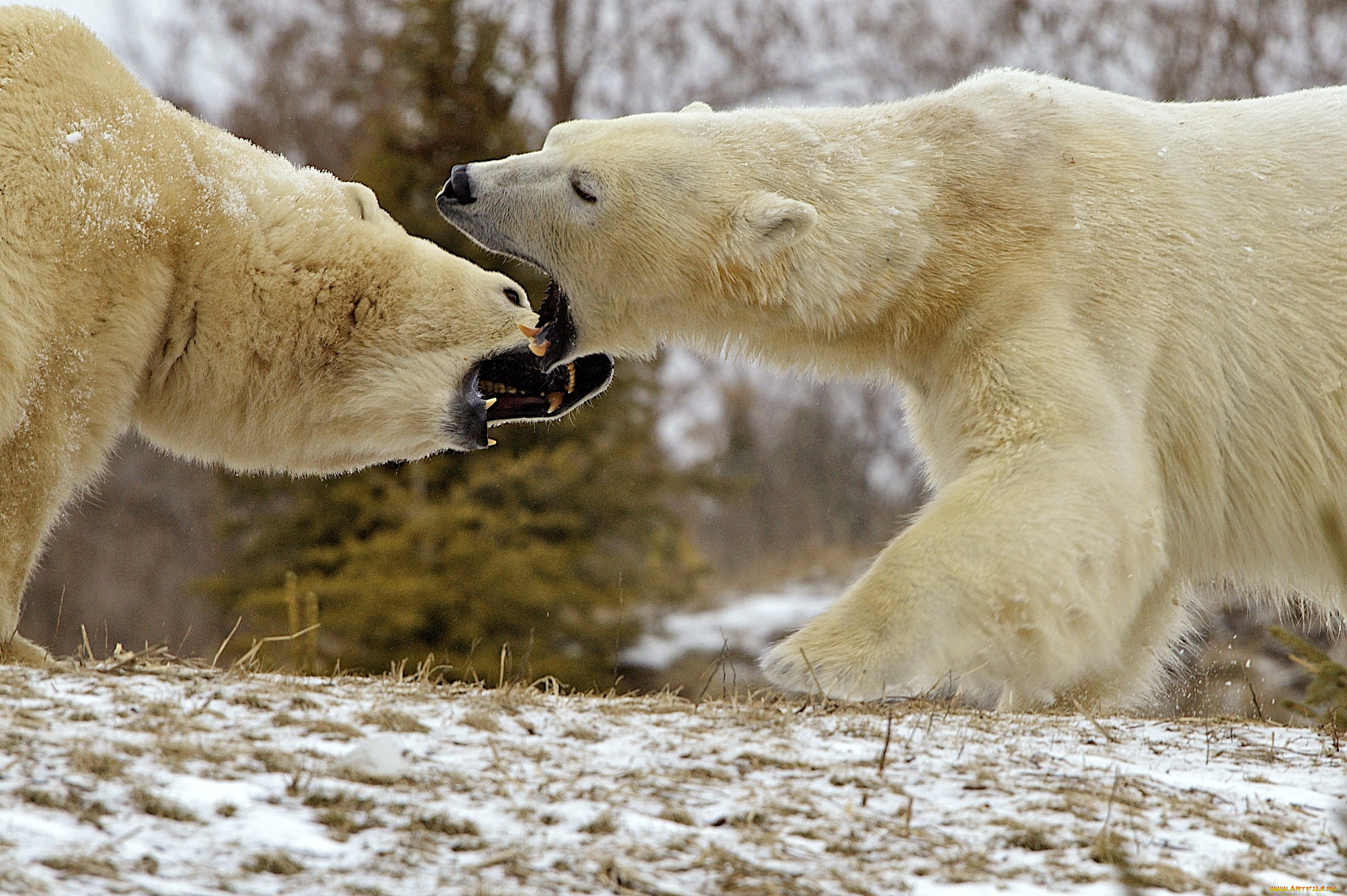 Скорость бега белого медведя. Бурый медведь против Гризли. Медведь Гризли против белого медведя. Полярный Гризли. Гигантский белый медведь.